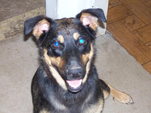 Suzie - Suzie is my newest and largest dog. I've had her for about 5 months.
