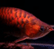 arowana - a super red asian arowana