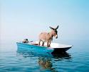 donkey - donkey in a boat