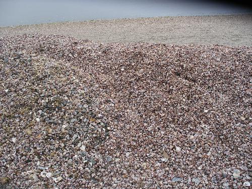 Long Beach - Photo of seashells at Long Beach, CT. I just thought it was a really cool photo of all the shells