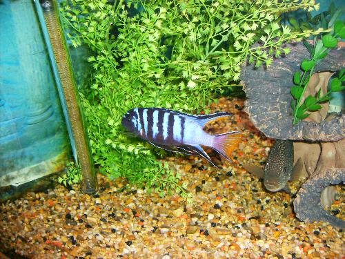 closer look - closer look at some of the fish