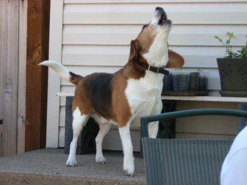 Howling Away! - Buster does this all the time.