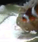 fish, aquarium fish, clown fish - a clown fish swimming inside an aquarium