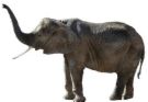 elephant - i love to see huge elephant, but i have only seen one time when i was at a large zoo in shanghai many years ago.