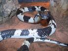 snakes around the world - snakes in egypt