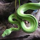snakes around the world - snakes in america