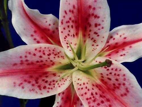 A picture of a lily - this is not from garden just a picture of a lily