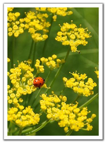 yellow - flowers