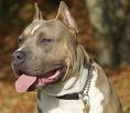 American Staffy - For people who don't know what an american staffy looks like!!