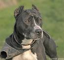 Gorgeous amstaff - She is absolutely beautiful...