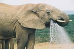 elephant - elephant drinking water