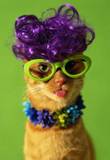 cheer - kittys doing the cheering!