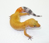 Super Hypo Tangerene Leopard Gecko - Photo of Super Hypo Tangerene Leopard Gecko