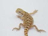Het Orange Translucent bearded dragon - photo of Het Orange Translucent bearded dragon