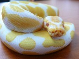Albino bell python - photo of albino bell python snake