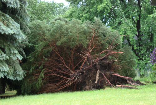 Pine Tree - Uprooted from a storm in Minnesota on Thursday 7-10-2008