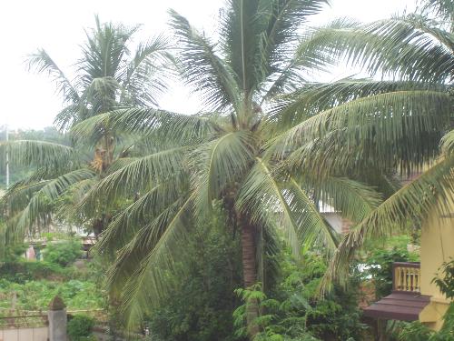natural beauty - Green trees contribute to beauty of nature and give pleasure to human beings.They also contribute to environmental balance