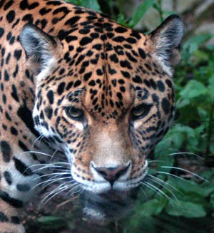 Big Cats - A jaguar, a beautiful but powerful animal, one of my many favourites..