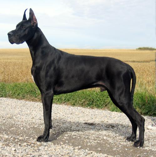 Great Danes - A huge and powerful dog, wow would love to have one of these dogs as a friend! What power..