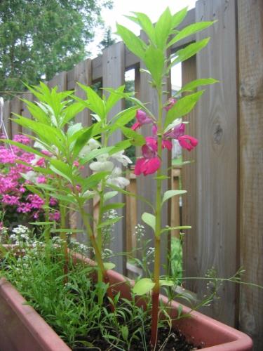 Finger Nail Plant - Finger nail plant very useful for toe and finger disease.