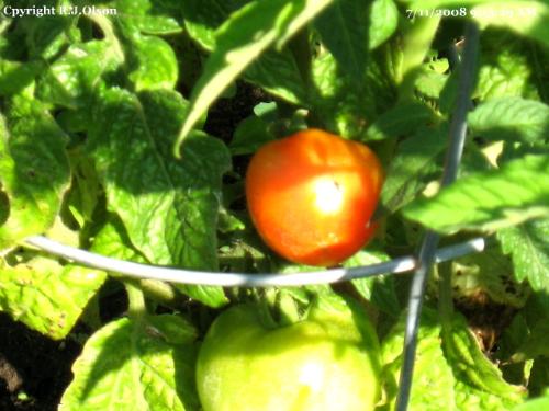 Early Boy - This is almost ready for a salad or salsa. Early Boy - This is almost ready for a salad or salsa.