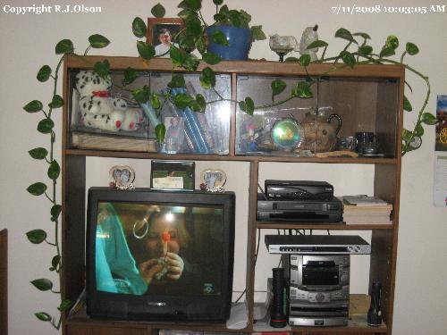 Ivy - Sitting on my entertainment center. About 25 feet long.