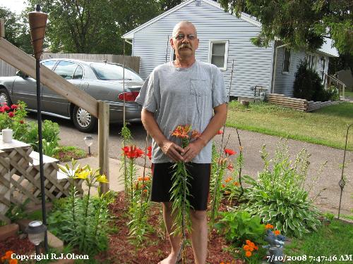 Tall Asiatic Lily - A sample of how tall these can get. Tall Asiatic Lily - A sample of how tall these can get.