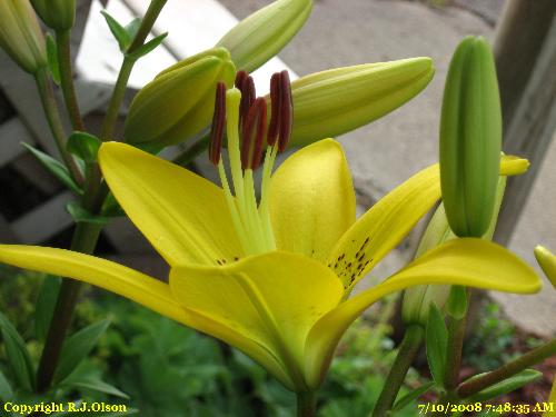 Yellow Tiger Lily - I love the brightness of this yello Tiger Lily of mine.