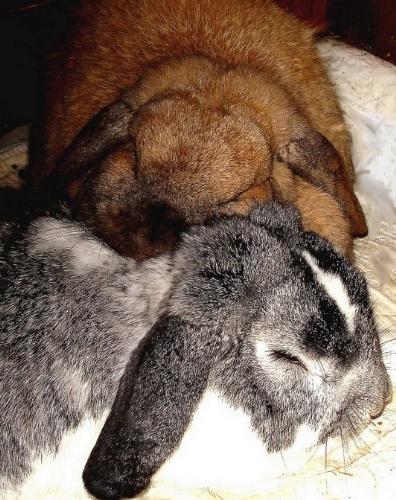 our bunnies - bon-bon (brown) female. Twinkles male bunny