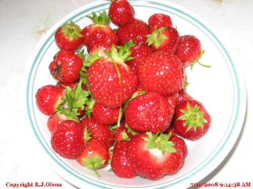 Fresh Picked - A bowl every 4 days it seems this year.