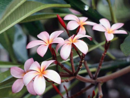 flowers - there are some pretty flowers
