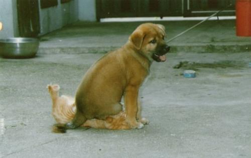 The Bully!!! - I don't even know how this cat managed to fall victim to this - poor baby!! LOL
