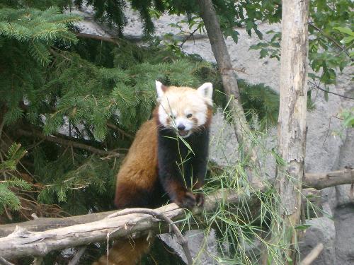 Isn't he the cutest little thing? - Red Panda at the zoo