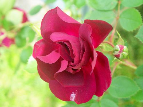 rose - I took this in my yard