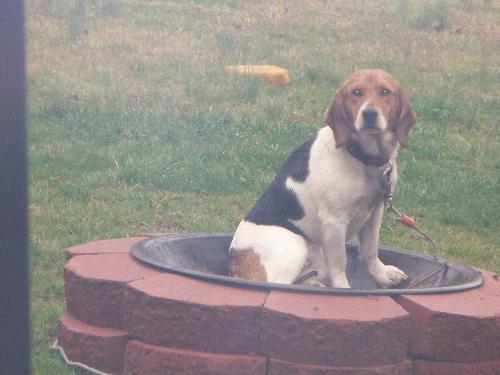 Family Pet - My daughter has a dog. He doesnt like sitting on the ground, so he will sit on or in anything. Here he is sitting in the fire pit. Of coarse its not burning.