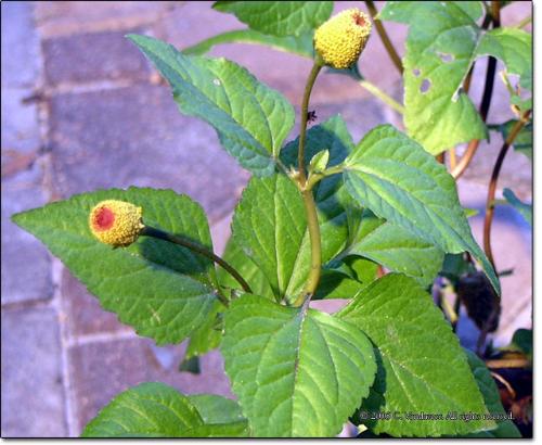 Tootch ache plant - This plant is toothache plant called Spilanthes acmella.