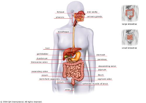 be careful - our digestive system should be cared a lot because all the disease arise because of it dysfunction