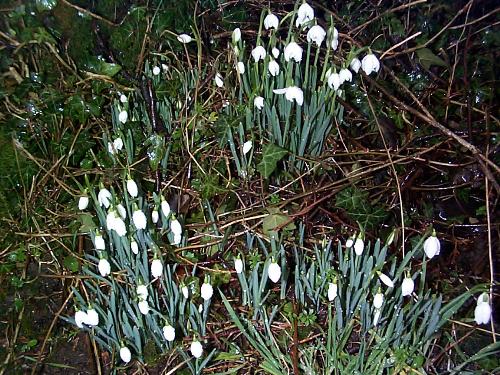 beauty of nature - see the paintings of nature done by real painters