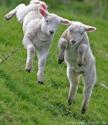 Sheeps Innocence - They are so cute..