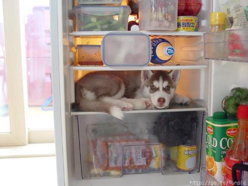 Whats for lunch? - Freeze!!!!!!!!