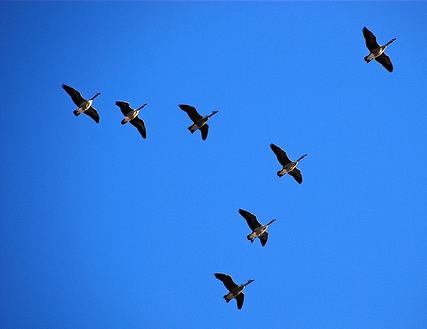 A good example of leader and followers - This photo shows a bird that leads the rest of his flock while flying. People are also like this, there are leaders and followers.