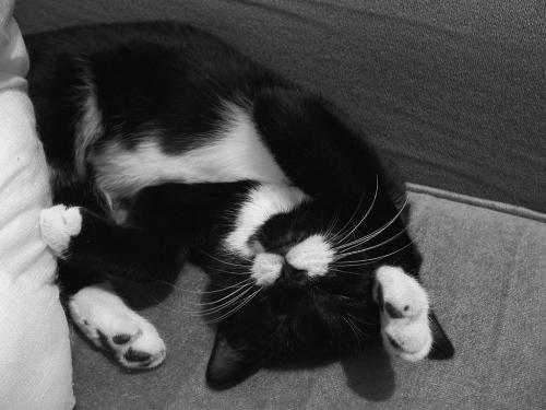 Cutie Cat - A playful cutie cat ^^