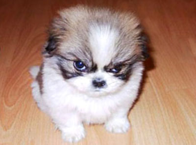 cute - cute angry dog