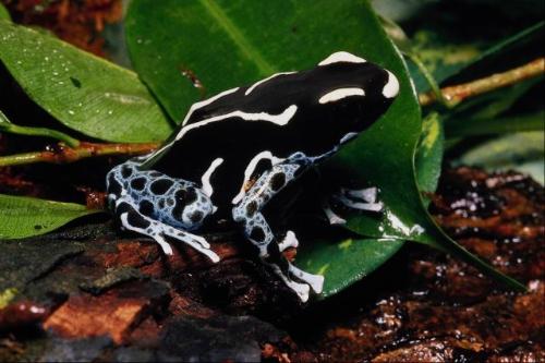 i love frogs!!! - I collect frogs and this was one of the coolest pics I found :D