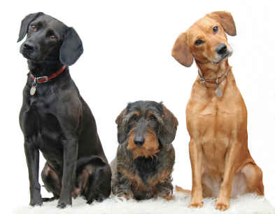 they were dogs....... - but foxys in the sack!