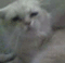 persian cat - naughty garfield
