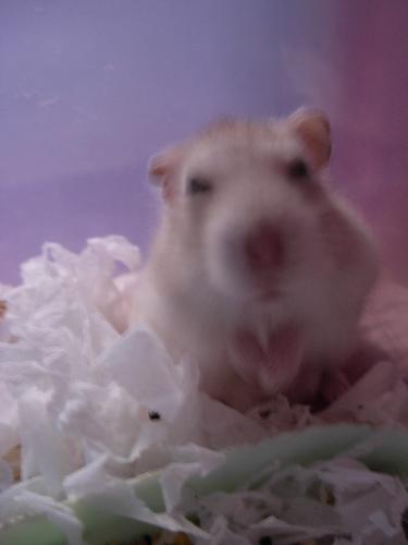 My pet - She is a hamster,more than 1.5year old.She likes sleeping,eating seed and fruits.