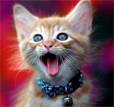 silly kittie - Don't take it, It's mine