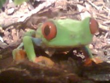 Frog! - Picture of Frog!, right after getting home from the Reptile Expo