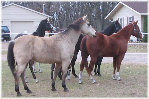 My Quarterhorses - The two most visible are QH, Buck (obvious) and Boodie.